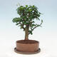 Kryte bonsai ze spodkiem - Carmona macrophylla - Herbata Fuki - 3/7