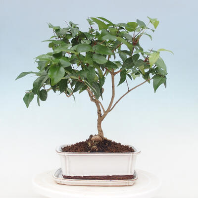 Kryte bonsai ze spodkiem - Wiśnia australijska - Eugenia uniflora - 3