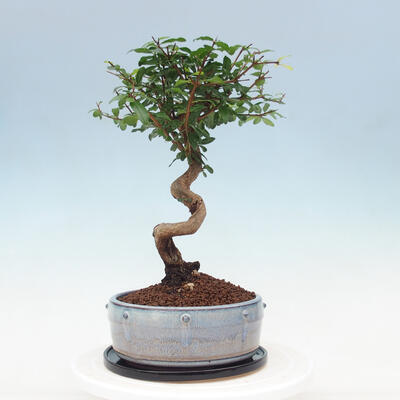 Kryte bonsai ze spodkiem - Wiśnia australijska - Eugenia uniflora - 3