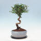 Kryte bonsai ze spodkiem - Wiśnia australijska - Eugenia uniflora - 3/4