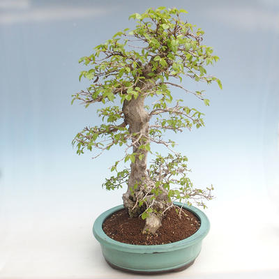 Outdoor bonsai -Carpinus CARPINOIDES - Korean Hornbeam VB2020-566 - 3