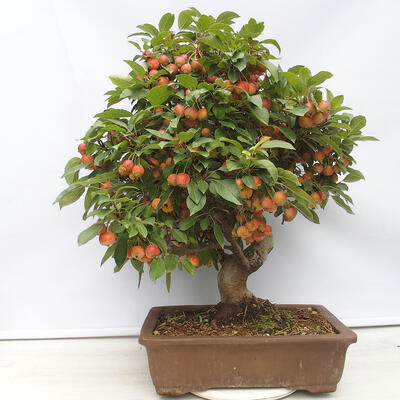 Outdoor bonsai -Malus Halliana - owocach jabłoni - 3
