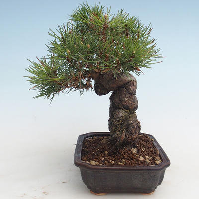 Pinus thunbergii - sosna Thunberg VB2020-572 - 3