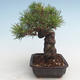 Pinus thunbergii - sosna Thunberg VB2020-572 - 3/5