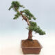 Outdoor bonsai - Juniperus chinensis - chiński jałowiec - 3/6