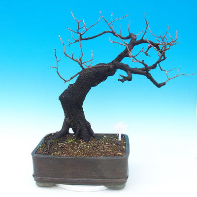 Outdoor bonsai - Mahalebka - Prunus mahaleb - 3