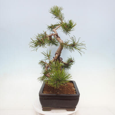 Bonsai ogrodowe - Pinus mugo - Sosna Klęcząca - 3