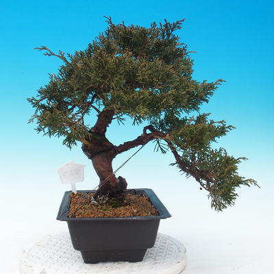 Outdoor bonsai - Juniperus chinensis Itoigava - chiński jałowiec - 3