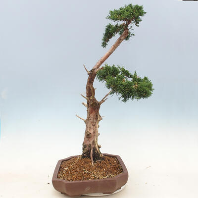 Outdoor bonsai - Juniperus chinensis - chiński jałowiec - 3