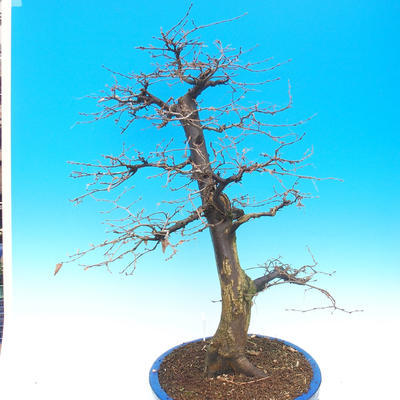 Outdoor bonsai - Karp zwyczajny - Carpinoides Carpinus - 3