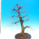Outdoor bonsai - Karp zwyczajny - Carpinoides Carpinus - 3/4