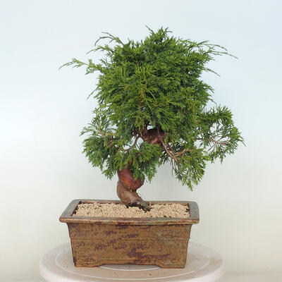 Outdoor bonsai - Juniperus chinensis Itoigawa - Jałowiec chiński - 3