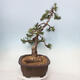 Bonsai ogrodowe - Pinus mugo - Sosna Klęcząca - 3/4