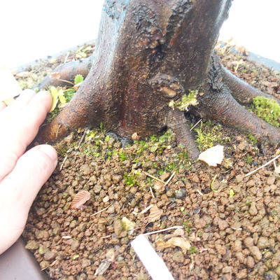 Outdoor bonsai - Karp zwyczajny - Carpinoides Carpinus - 3
