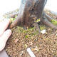 Outdoor bonsai - Karp zwyczajny - Carpinoides Carpinus - 3/3