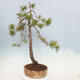 Bonsai ogrodowe - Pinus sylvestris - sosna zwyczajna - 3/5
