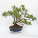 Bonsai ogrodowe - Pinus sylvestris - sosna zwyczajna - 3/4
