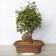 Bonsai ogrodowe - Pinus sylvestris Watereri - sosna zwyczajna - 3/5