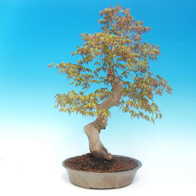 Outdoor bonsai - Acer pamnatum - klon japoński - 3