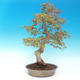 Outdoor bonsai - Acer pamnatum - klon japoński - 3/5