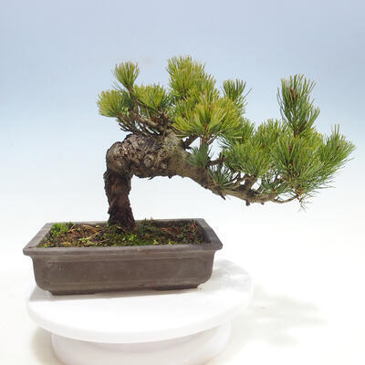 Outdoor bonsai - Pinus parviflora - Sosna drobnokwiatowa - 3