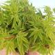 Outdoor bonsai - Acer palmatum SHISHIGASHIRA- Klon drobnolistny - 3/4