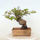 Outdoor bonsai - Pseudocydonia sinensis - pigwa chińska - 3/4