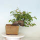 Outdoor bonsai - Pseudocydonia sinensis - pigwa chińska - 3/4