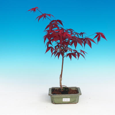Outdoor bonsai - dłoń Acer. Atropurpureum - japoński klon czerwony - 3