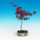 Outdoor bonsai - dłoń Acer. Atropurpureum - japoński klon czerwony - 3/3