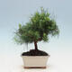 Kryty bonsai-Pinus halepensis-sosna Aleppo - 3/4