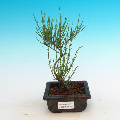 Odkryty bonsai - Tamaris parviflora - 3