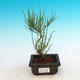 Odkryty bonsai - Tamaris parviflora - 3/3