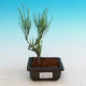 Odkryty bonsai - Tamaris parviflora - 3/3