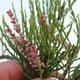 Outdoor bonsai - Tamaris parviflora Tamaryszek drobnolistny 408-VB2019-26796 - 3/3