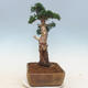 Outdoor bonsai - Juniperus chinensis - chiński jałowiec - 3/6