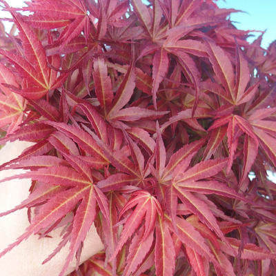 Outdoor bonsai - dłoń Acer. Atropurpureum - japoński klon czerwony - 3