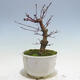 Bonsai outdoor - Maple palmatum DESHOJO - Maple palmate - 3/5