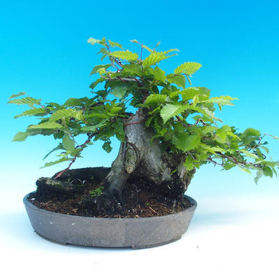 Outdoor bonsai - Grab - 3