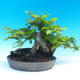 Outdoor bonsai - Grab - 3/3
