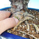 Outdoor bonsai - Single hawthorn - 3/3