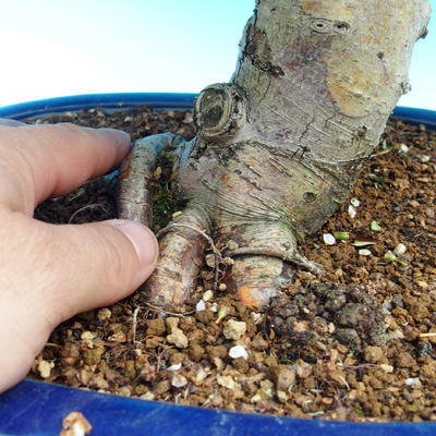Outdoor bonsai - Single hawthorn - 3