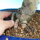 Outdoor bonsai - Single hawthorn - 3/3