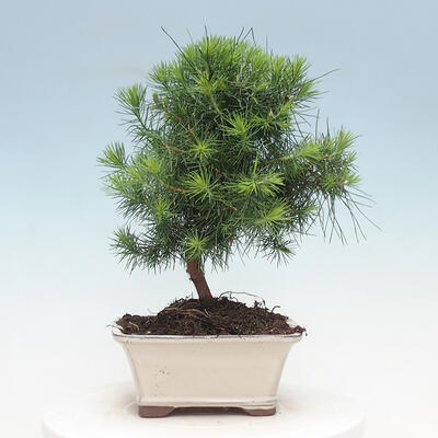 Kryty bonsai-Pinus halepensis-sosna Aleppo - 3
