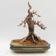 Outdoor bonsai -Larix decidua - Modrzew - 3/5