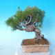 Pinus thunbergii - Thunberg Pine - 3/5