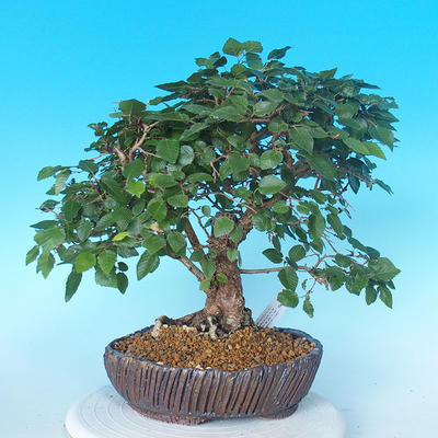 Na zewnątrz bonsai-Karpiny KARPINOWE - Koreański Grab - 3
