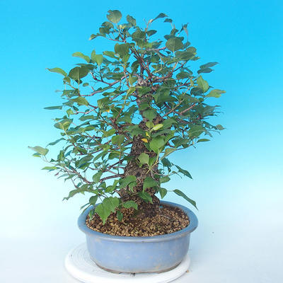 Outdoor bonsai - japońska gruszka NASHI - Pyrus pyrifolia - 3