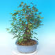Outdoor bonsai - japońska gruszka NASHI - Pyrus pyrifolia - 3/6