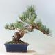 Bonsai ogrodowe - Pinus parviflora - sosna drobnokwiatowa - 3/4